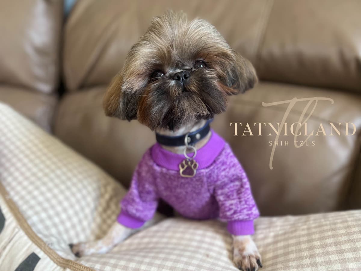 Beautiful Shih Tzu female pups breeder image 1