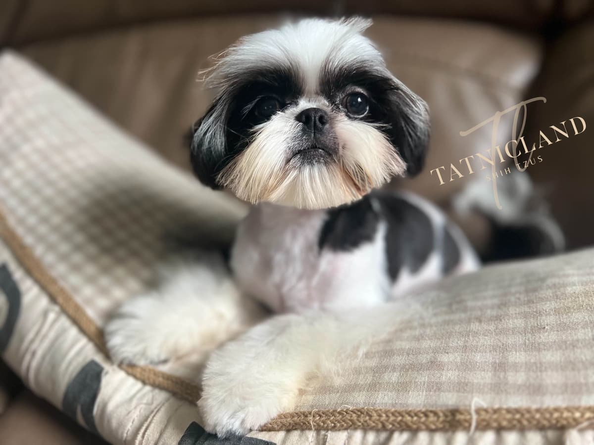 Beautiful Shih Tzu female pups breeder image 5