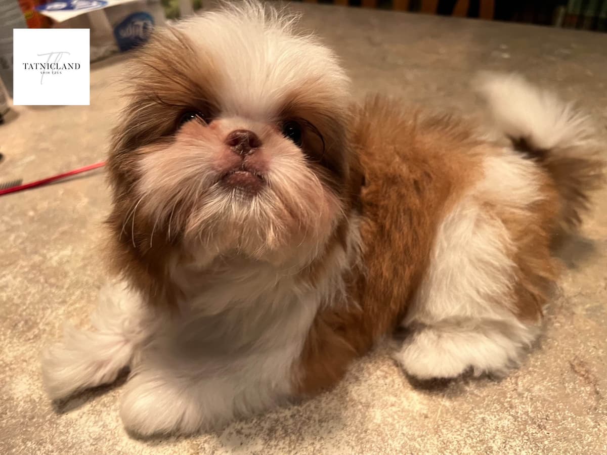 Beautiful Shih Tzu female pups breeder image 6