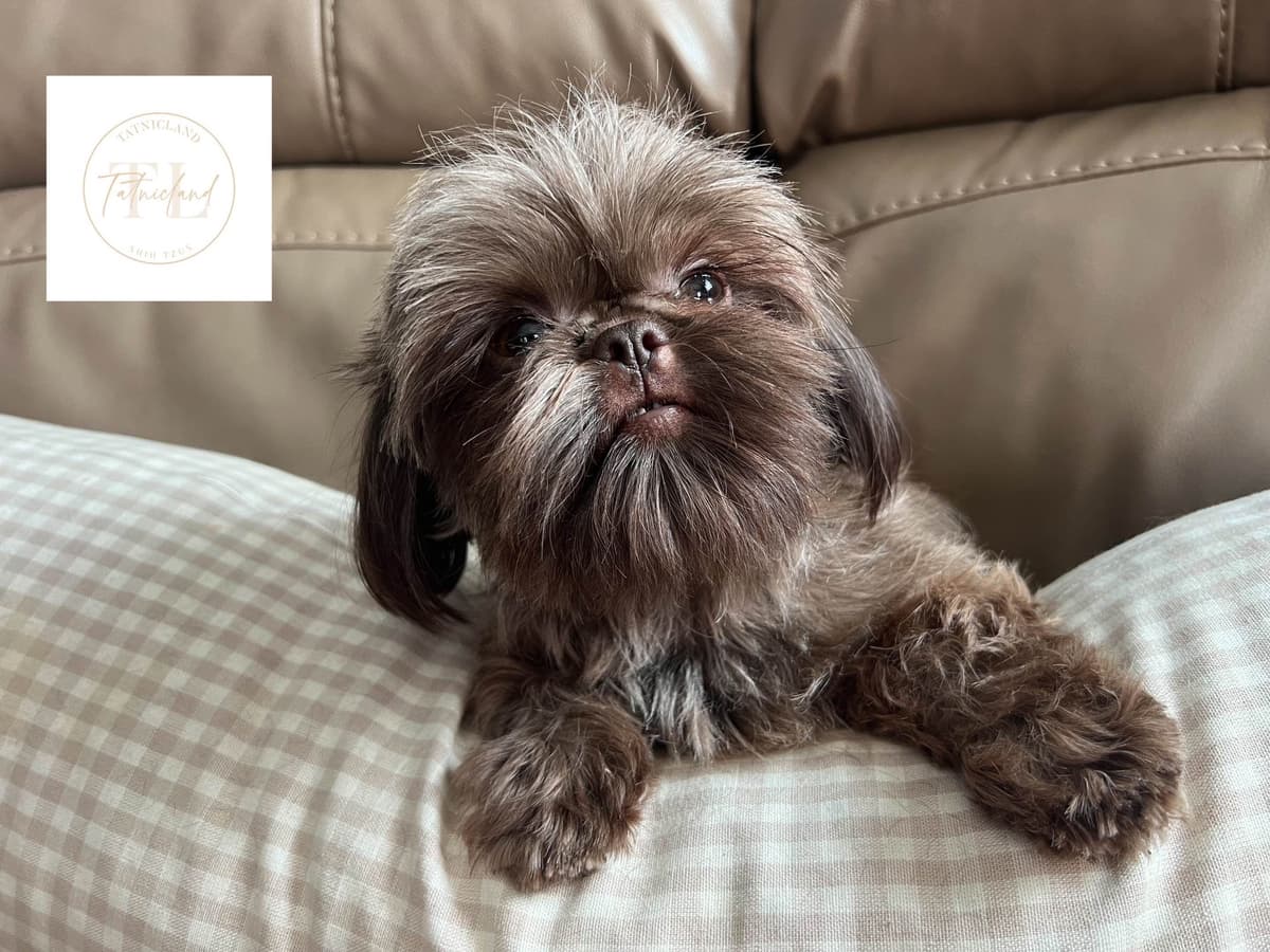 Beautiful Shih Tzu female pups breeder image 7