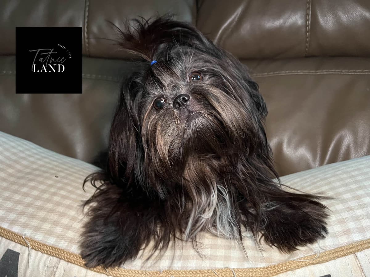 Beautiful Shih Tzu female pups breeder image 9