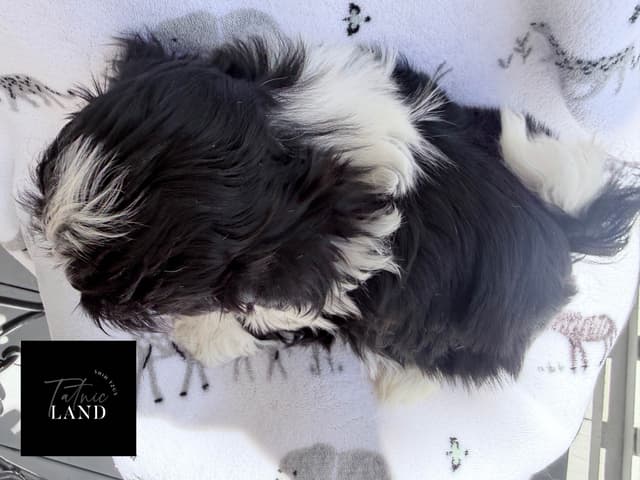Beautiful Shih Tzu female pups media 4