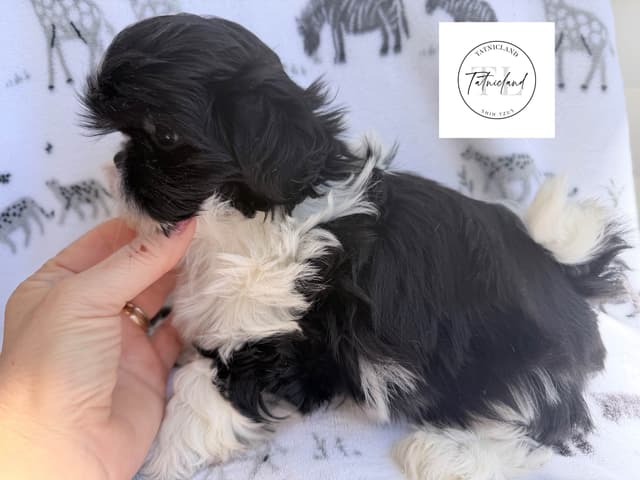 Beautiful Shih Tzu female pups media 5