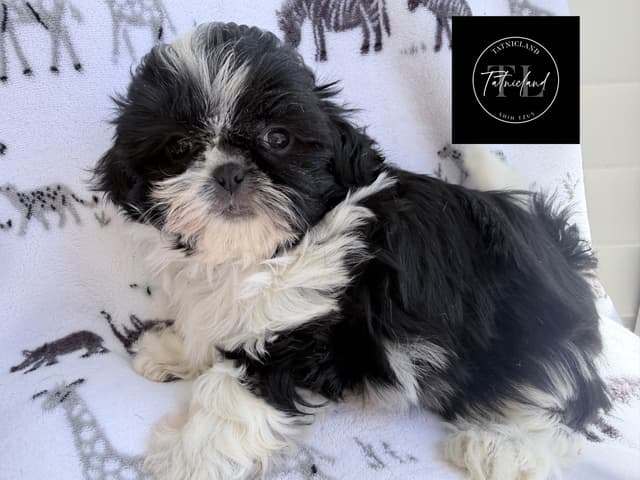 Beautiful Shih Tzu female pups media 6