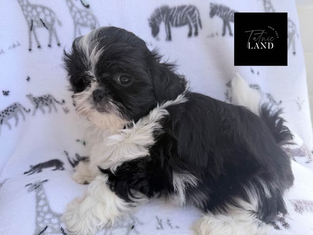 Beautiful Shih Tzu female pups media 7