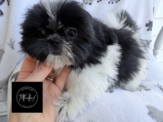 Beautiful Shih Tzu female pups media 9