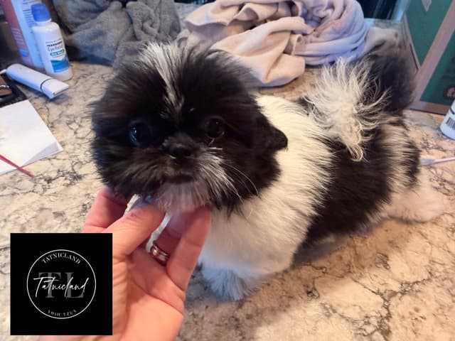 Beautiful Shih Tzu female pups media 10