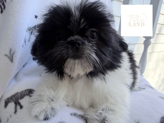 Beautiful Shih Tzu female pups media 11