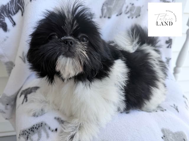 Beautiful Shih Tzu female pups media 12