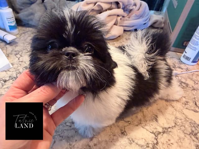 Beautiful Shih Tzu female pups media 13