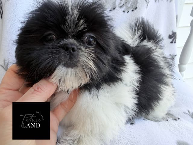 Beautiful Shih Tzu female pups media 14