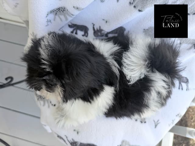 Beautiful Shih Tzu female pups media 15