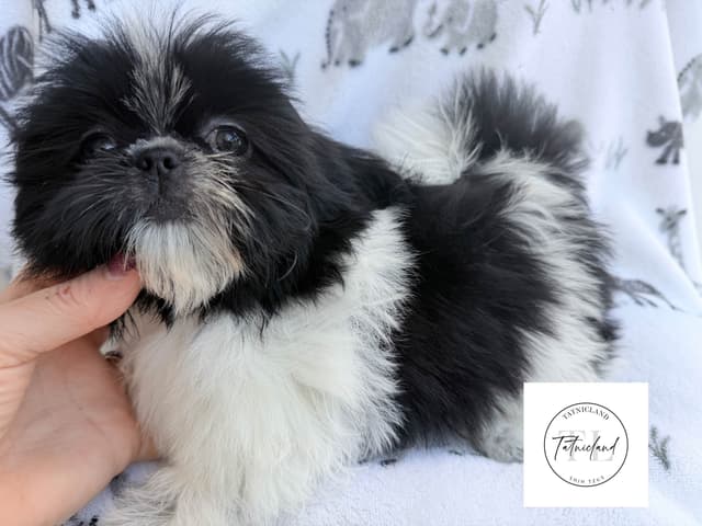 Beautiful Shih Tzu female pups media 16