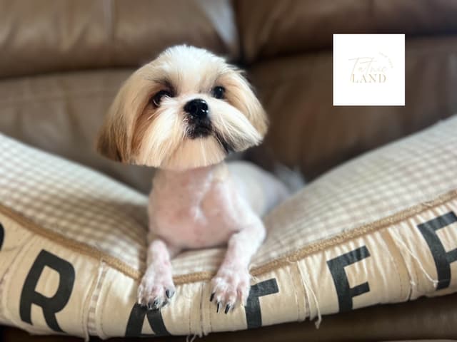 Beautiful Shih Tzu female pups media 17