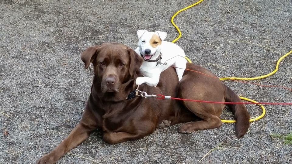 Labrador Retriever Puppies breeder image 2