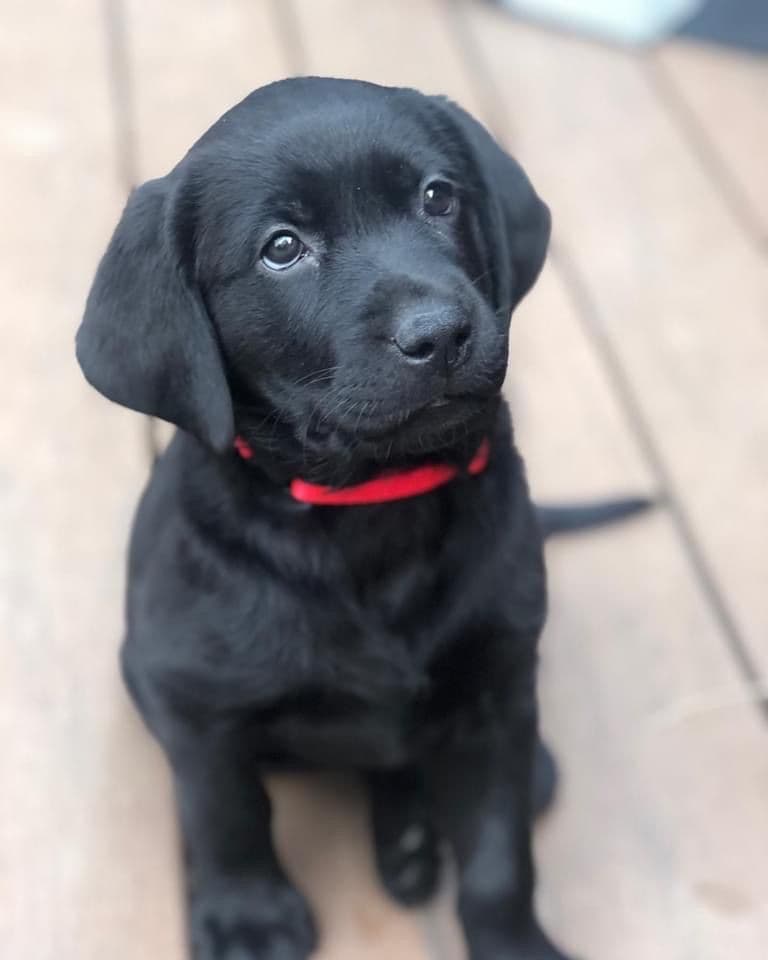 Labrador Retriever Puppies breeder image 3