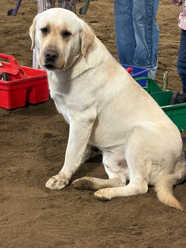 Labrador Retriever Puppies media 2