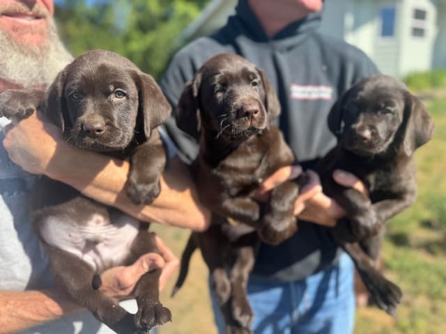 Labrador Retriever Puppies media 3
