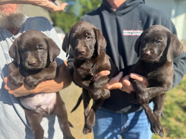 Labrador Retriever Puppies media 4
