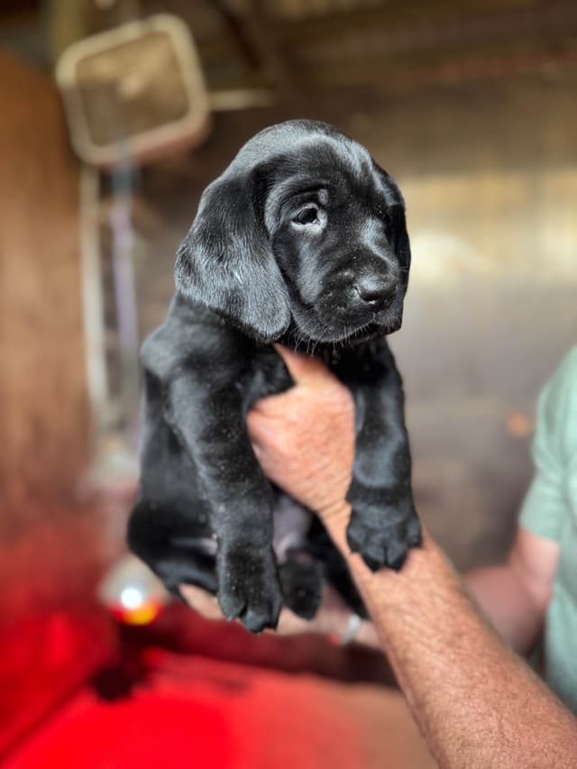 Labrador Retriever Puppies media 6