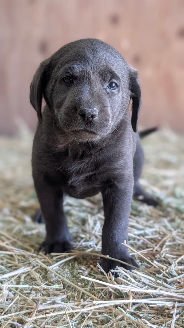 Labrador Retriever Puppies media 3