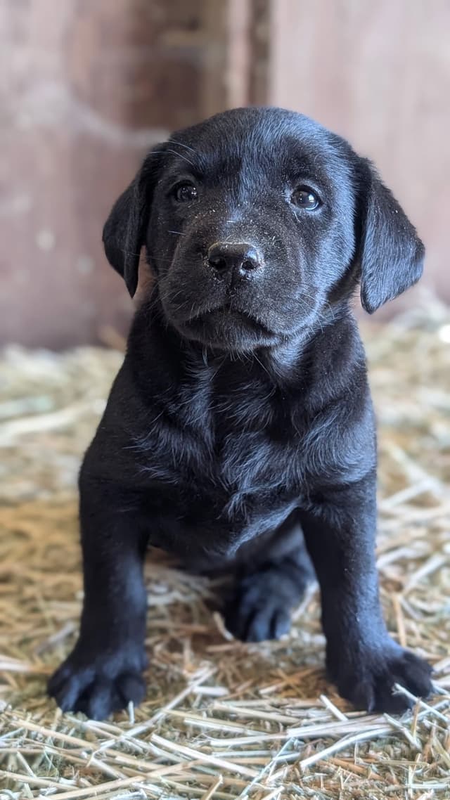 Labrador Retriever Puppies media 6