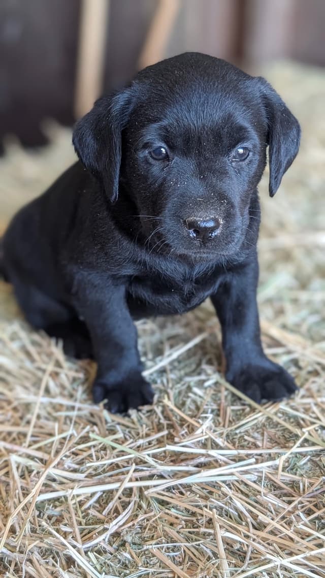 Labrador Retriever Puppies media 2