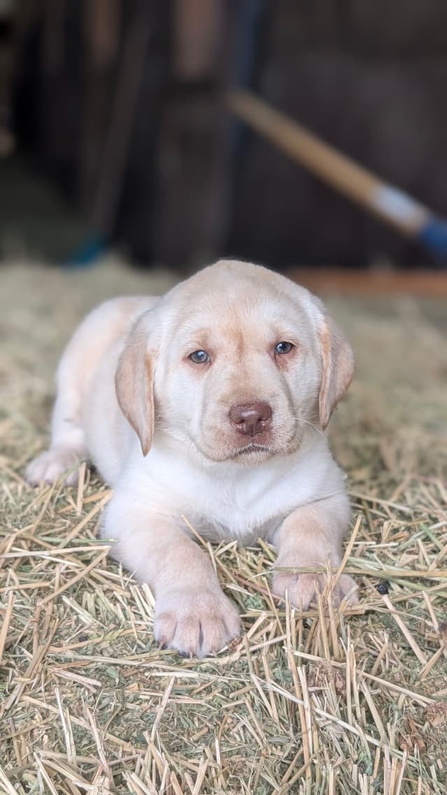 Labrador Retriever Puppies media 5