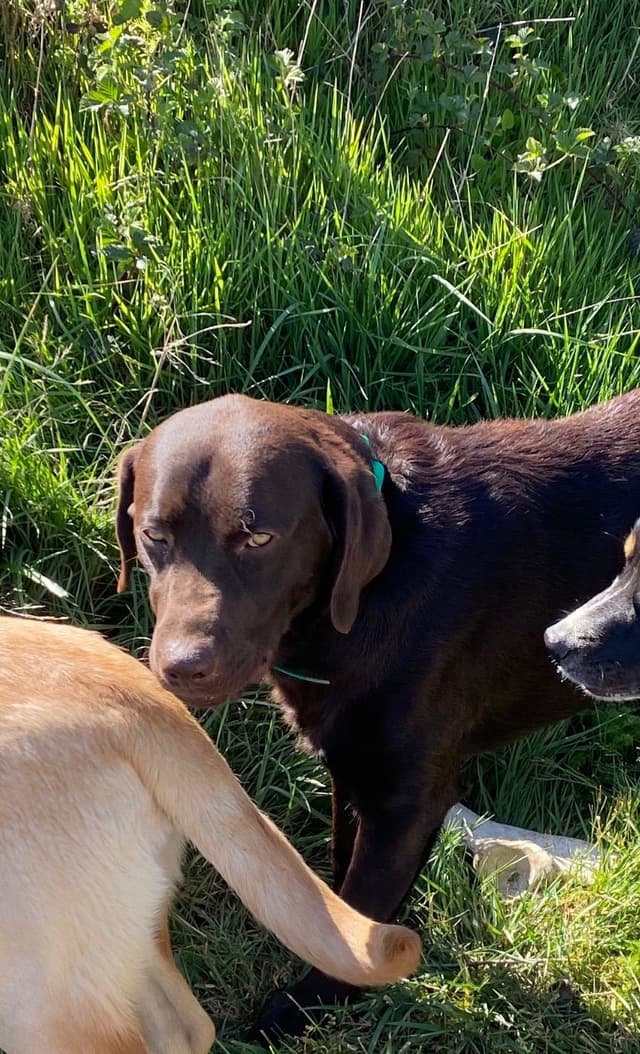Labrador Retriever Puppies media 7
