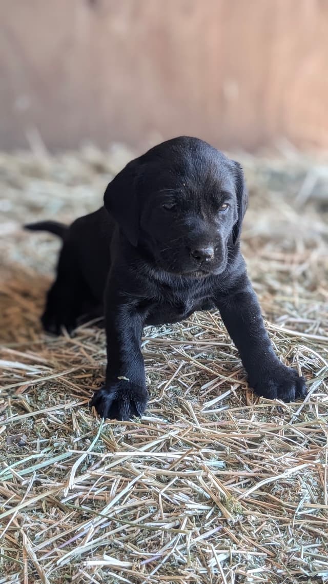 Labrador Retriever Puppies media 6