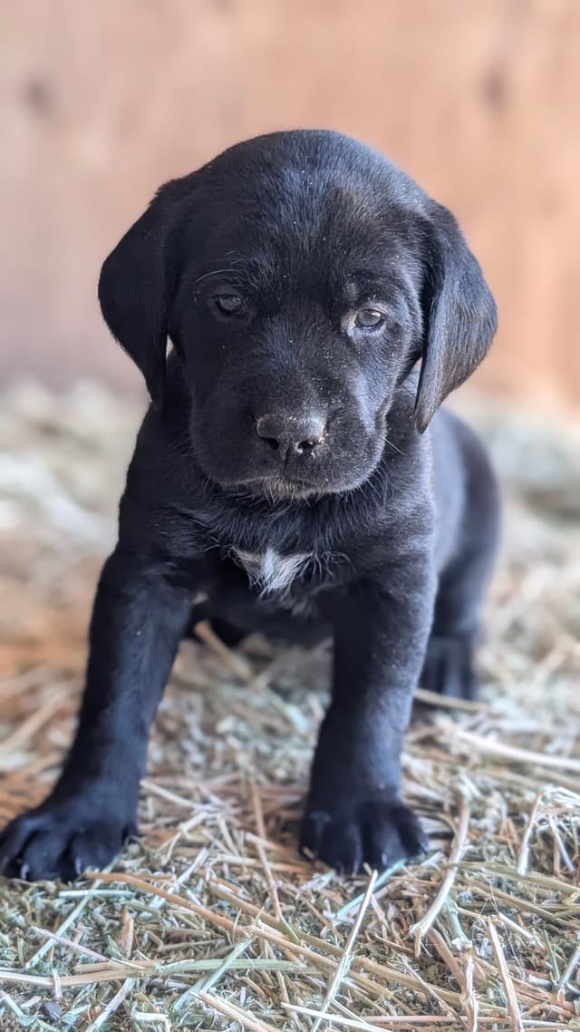Labrador Retriever Puppies media 12