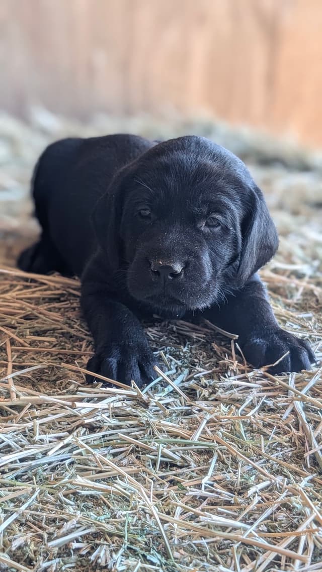 Labrador Retriever Puppies media 13