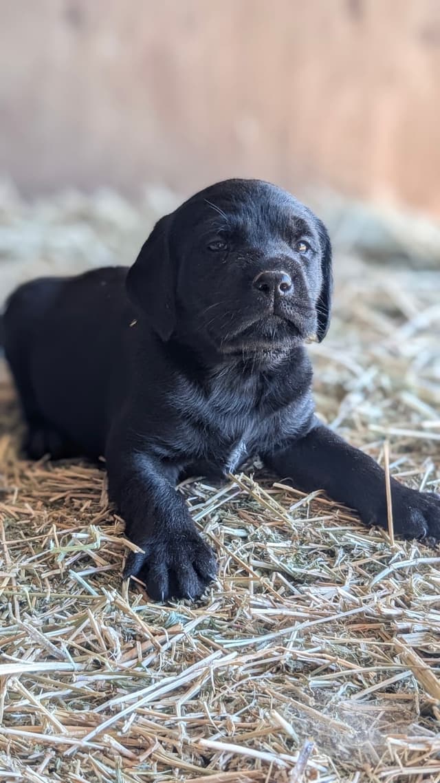 Labrador Retriever Puppies media 14