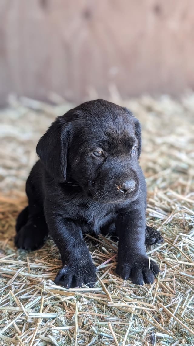 Labrador Retriever Puppies media 17