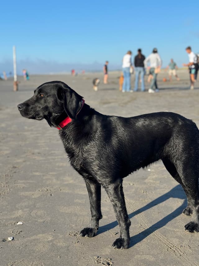 Labrador Retriever Puppies media 18