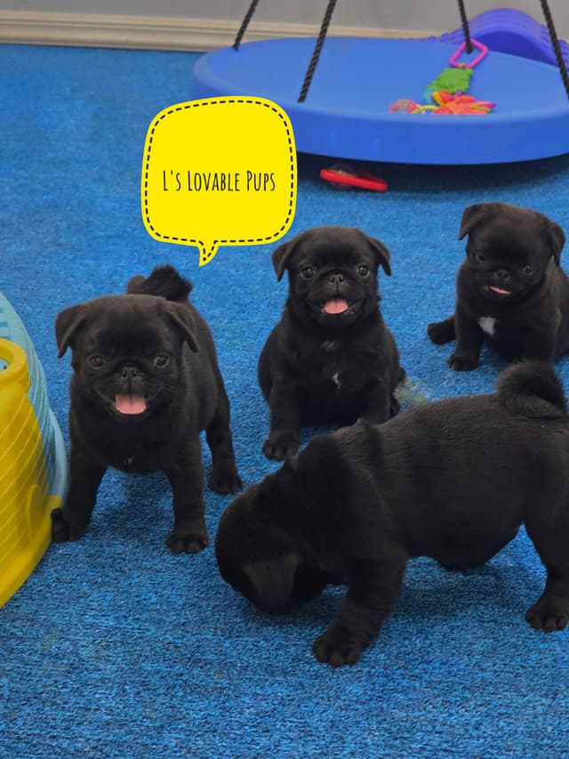Pug Puppies media 4