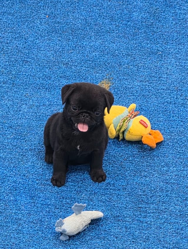 Pug Puppies media 5