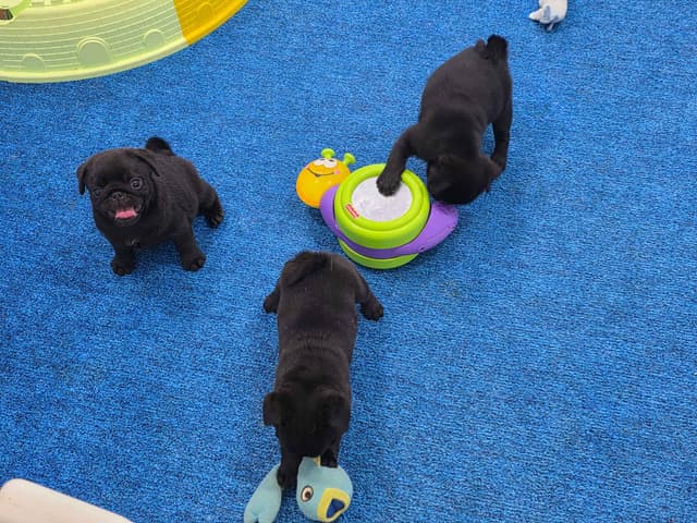 Pug Puppies media 6