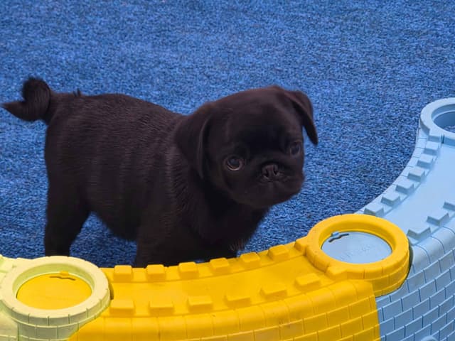 Pug Puppies media 7