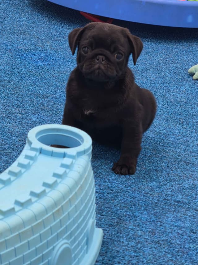 Pug Puppies media 2