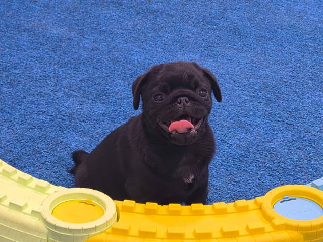 Pug Puppies media 8