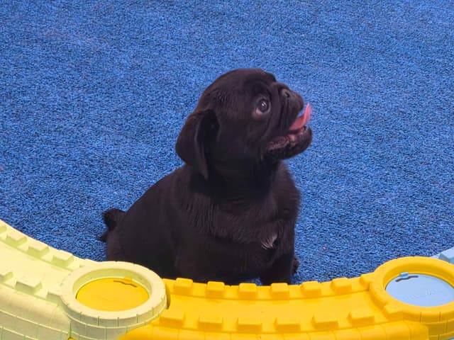 Pug Puppies media 9