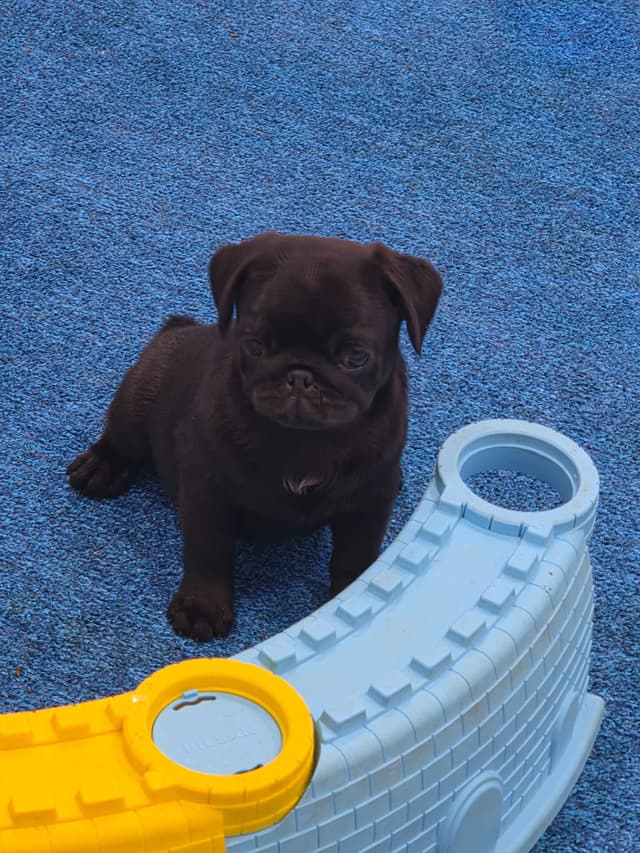 Pug Puppies media 11