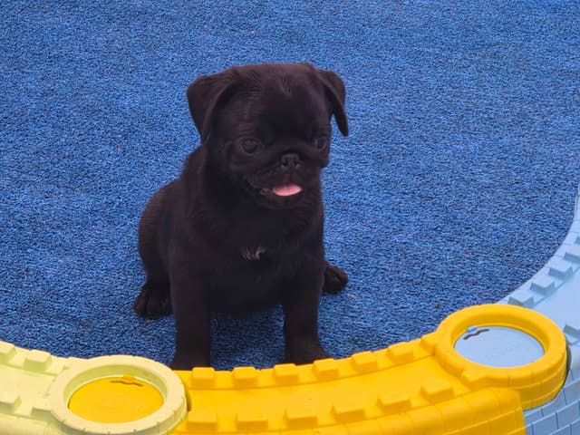 Pug Puppies media 10