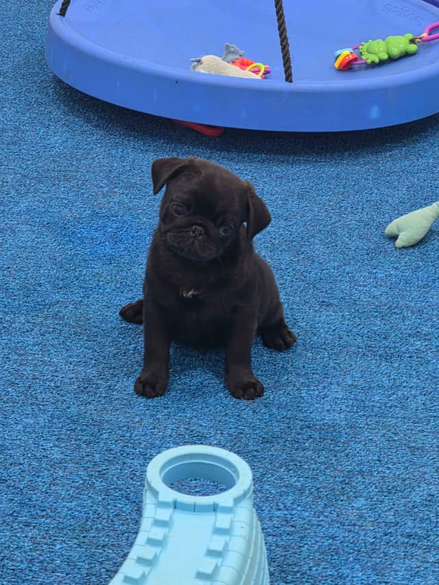 Pug Puppies media 3