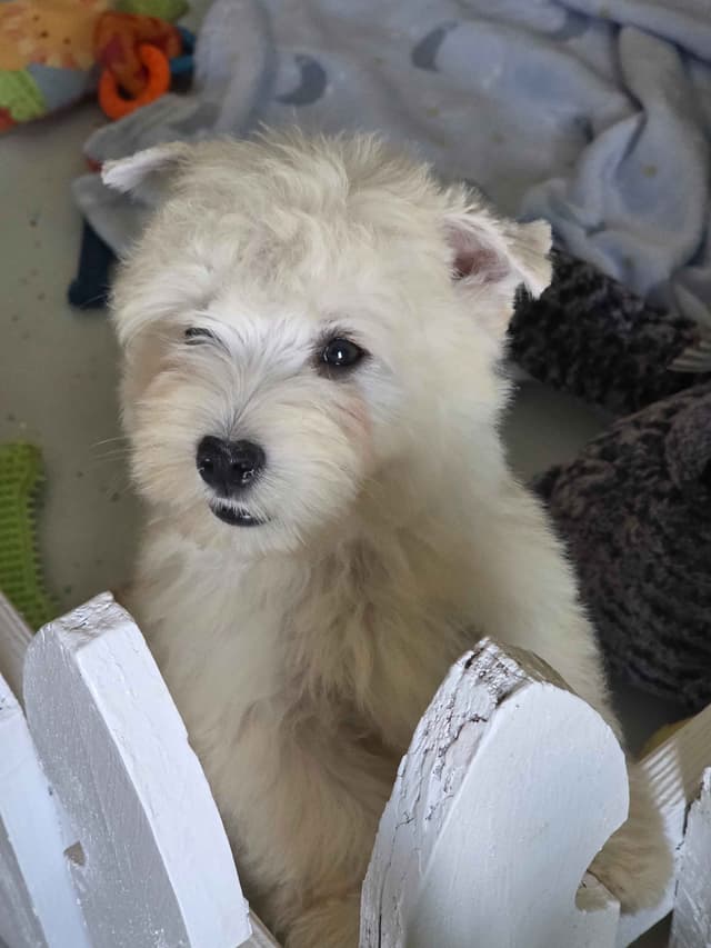 West Highland White Terrier Puppies media 2