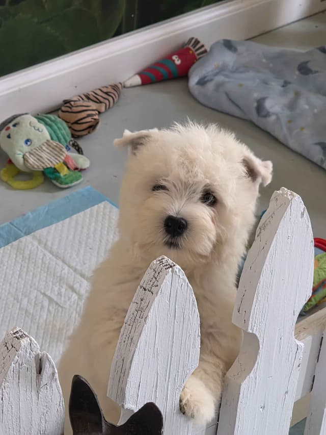 West Highland White Terrier Puppies media 3