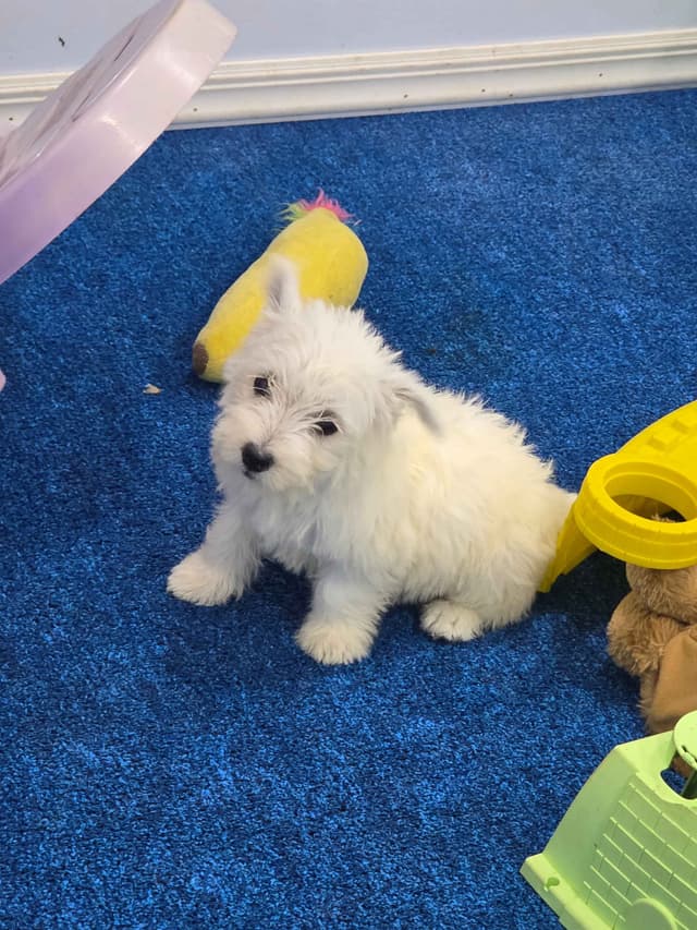 West Highland White Terrier Puppies media 4