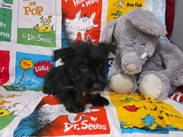 Scottish Terrier Puppies media 3
