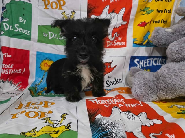 Scottish Terrier Puppies media 4